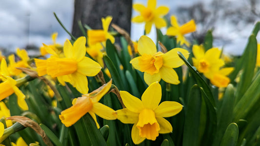 A ground-level view of daffodils below a sky of storm clouds.