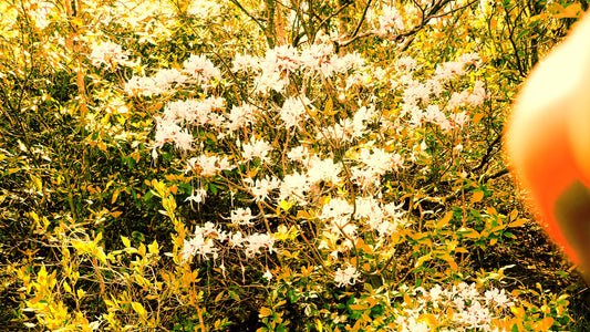 A bizarre photo exposure of a flowering shrub with a big fuzzy thumb on one side.