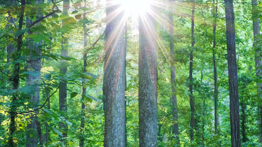 A sunburst streams down from between two large parallel trees centered in a picture of a forest.