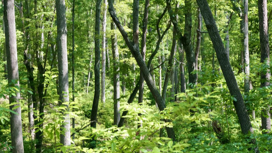 A picture of a forest where trees with opposing shadows bend toward and clash with each other.