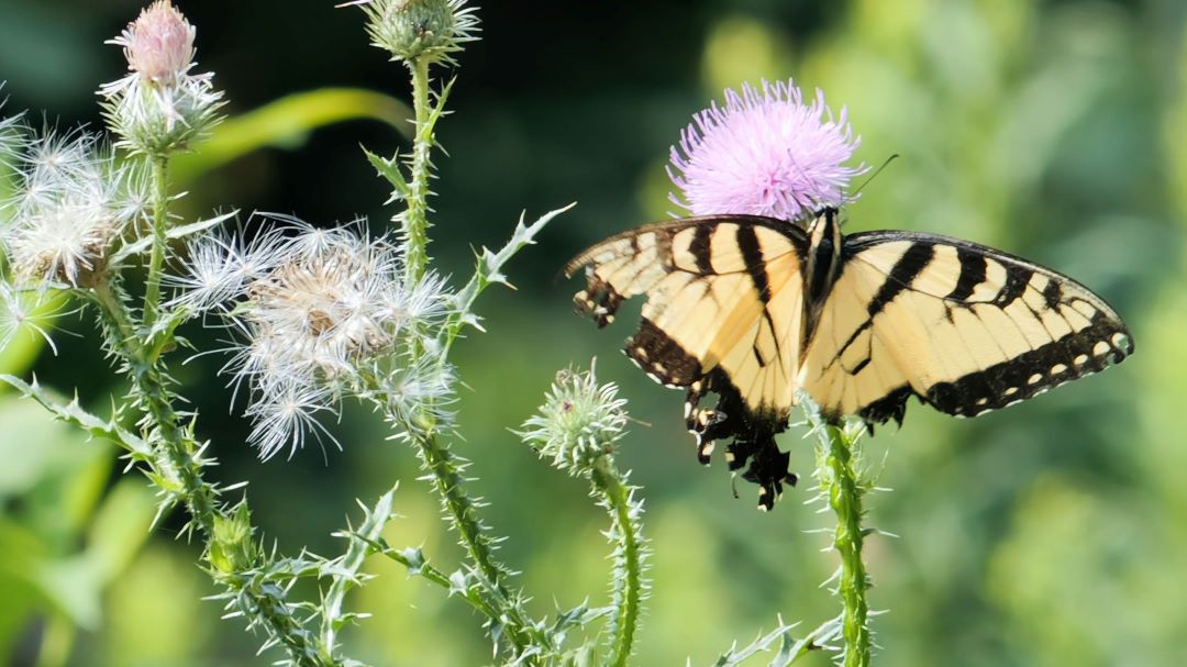 A Tiger Swallowtail Butterfly with tattered wings is feeding on a Bull Thistle flower surrounded by thorny stems.