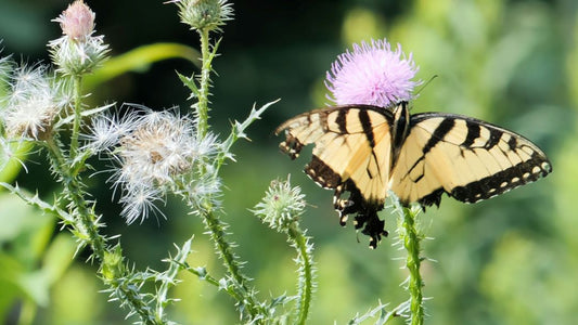 A Tiger Swallowtail Butterfly with tattered wings is feeding on a Bull Thistle flower surrounded by thorny stems.